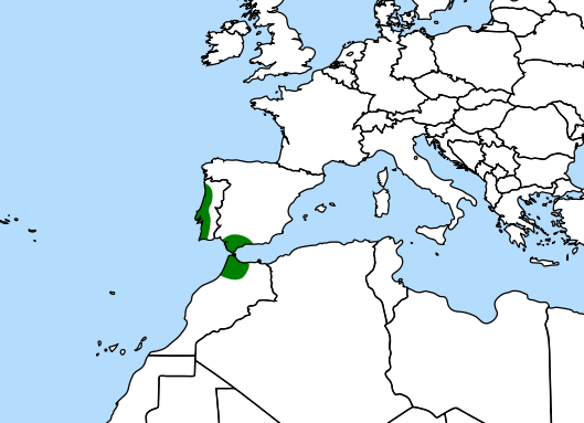 Mapa Drosophyllum