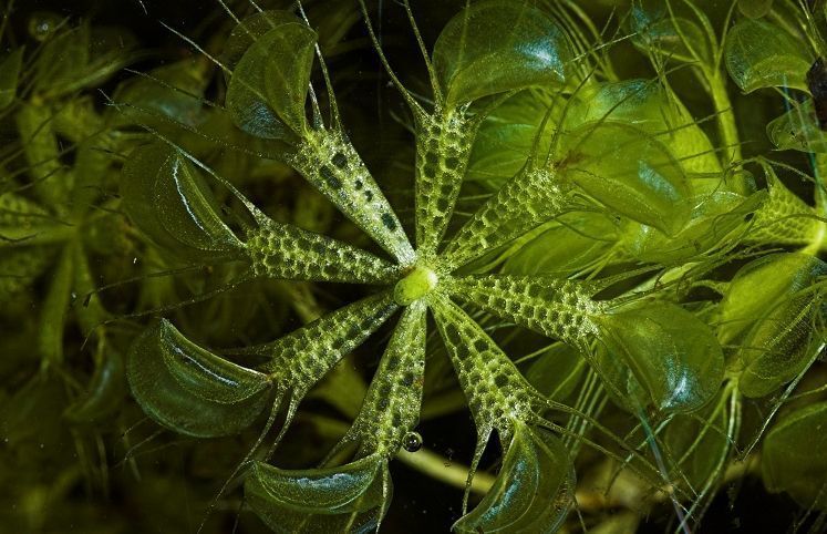 Aldrovanda vesiculosa en su hábitat natural
