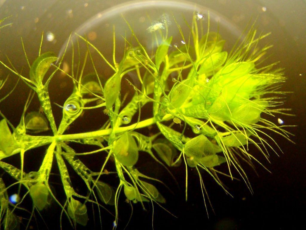 Verticilos Aldrovanda