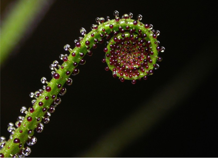 Drosophyllum lusitanicum negro