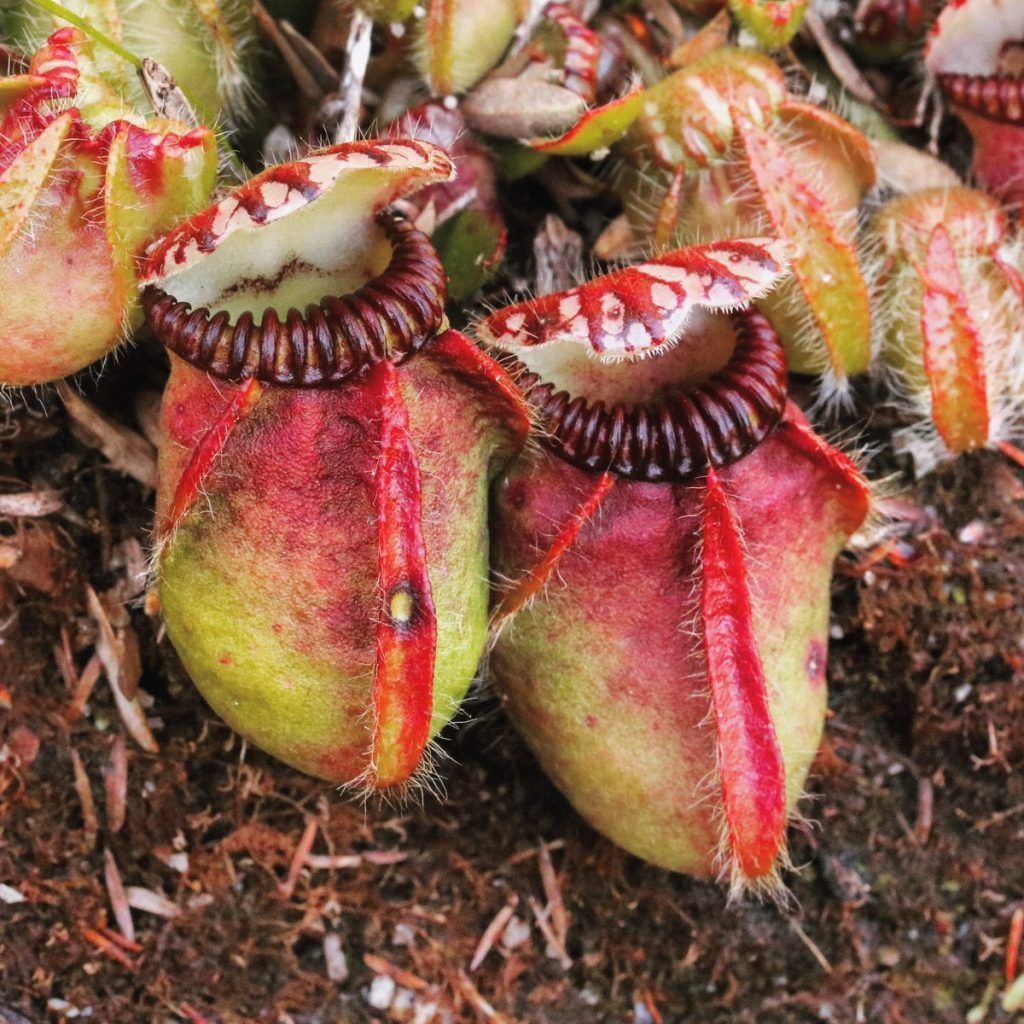 Foto Cephalotus Follicularis