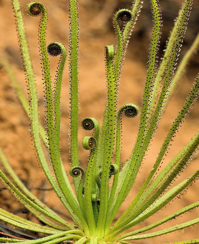 Drosophyllum lusitanicum salvaje